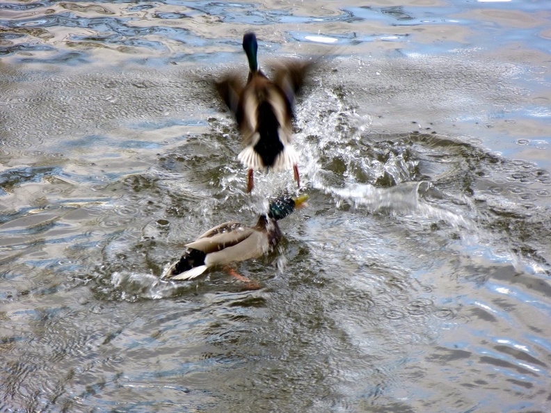 P1070383.JPG